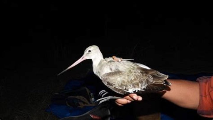 
Bird tagged in Mumbai returns home after a long flight to Siberia 