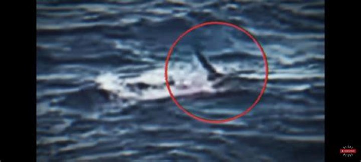 Sydney Shark Attack Unedited Video On Reddit As The Victim Is Finally Identified As Simon Nellist